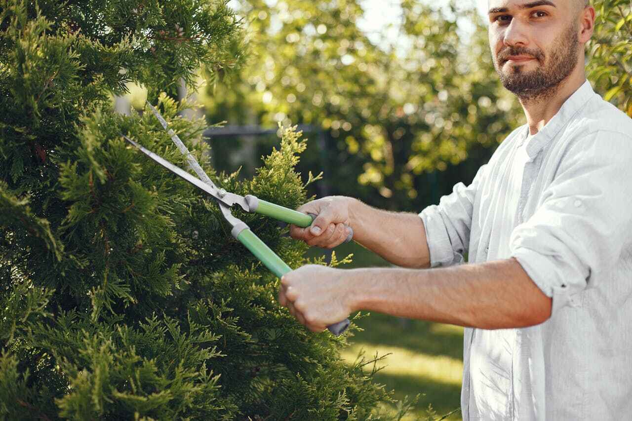 Tree Removal for Businesses in Shamrock, TX